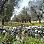 Gli Ulivi *