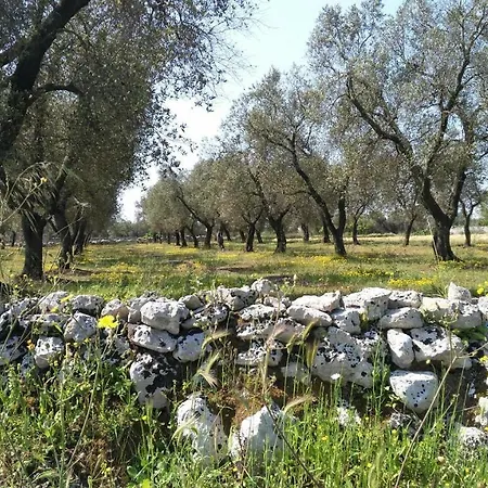 Gli Ulivi *