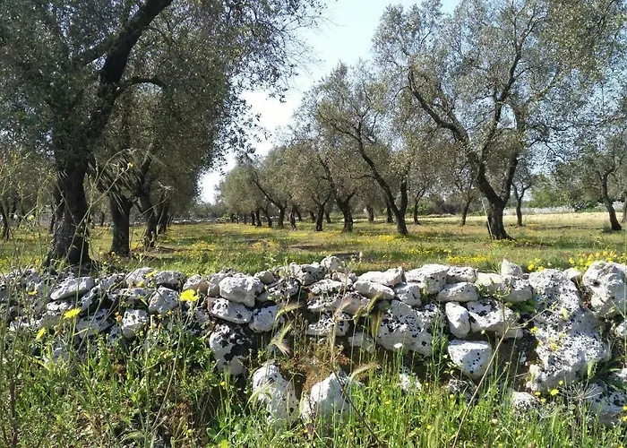 Gli Ulivi *